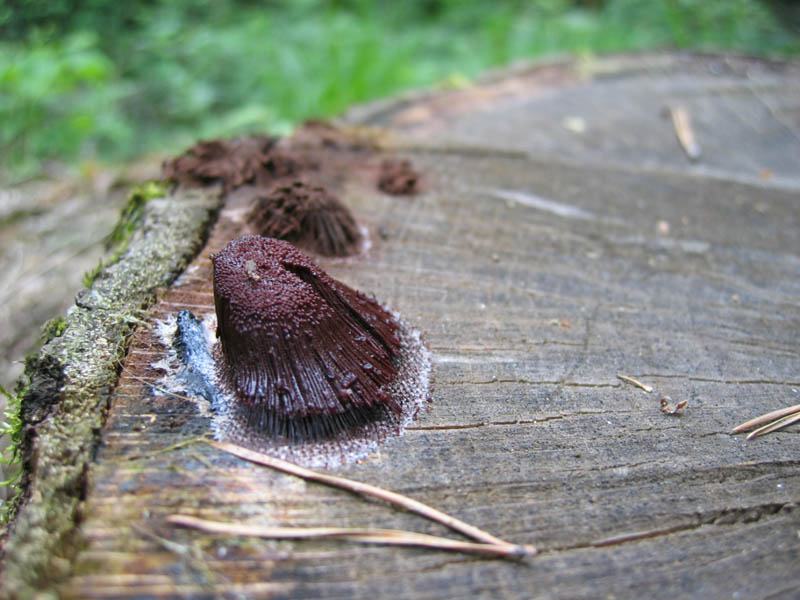 Stemonitis axifera